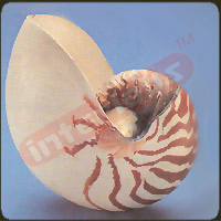 Large Nautilus Shell